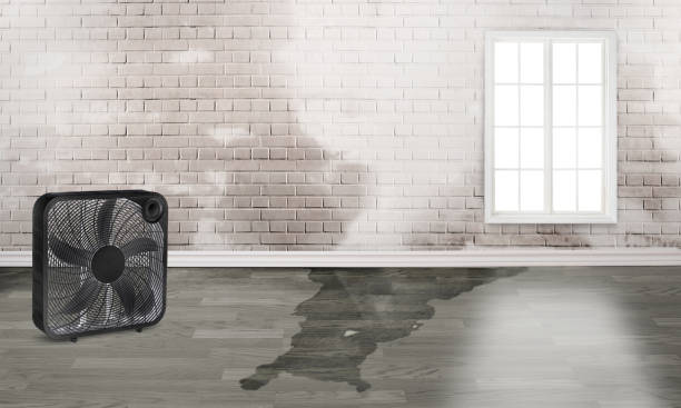 Best Ceiling water damage repair  in Randolph, NE